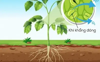 Bộ phận nào trên lá cây thực hiện trao đổi khí?