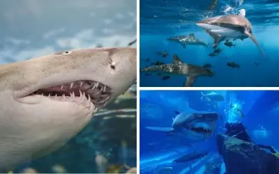 Cá mập trắng có bao nhiêu răng theo từng giai đoạn sống