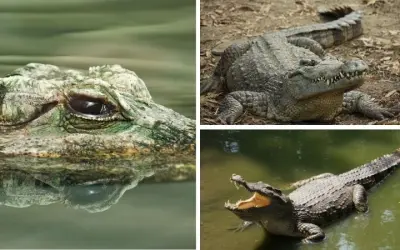 Cá sấu có bao nhiêu răng trong suốt vòng đời sinh trưởng