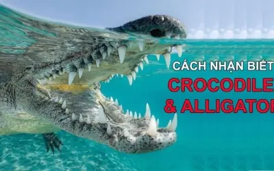 Cá sấu nước mặn khác gì cá sấu nước ngọt về môi trường