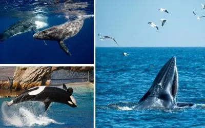 Cá voi hát để làm gì và những bí ẩn chưa được khám phá hết