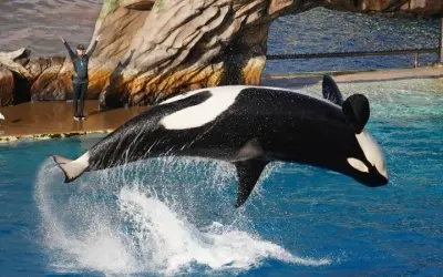 Cá voi sát thủ săn mồi như thế nào trong tự nhiên hoang dã