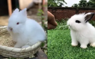 Cách chăm sóc thỏ cảnh để chúng khỏe mạnh và sống lâu