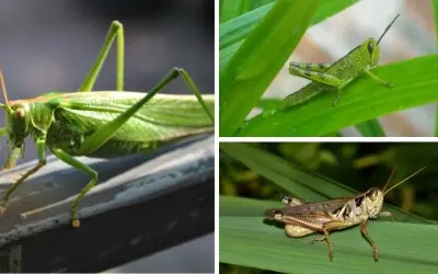 Châu chấu có vai trò gì trong hệ sinh thái và chuỗi thức ăn