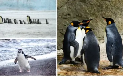 Chim cánh cụt sống ở đâu ngoài Nam Cực bạn đã biết chưa