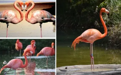 Chim hồng hạc có màu hồng vì lý do gì? Bạn nên khám phá