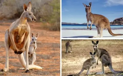 Chuột túi con được gọi là gì trong sách khoa học động vật