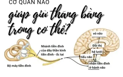 Cơ quan giữ thăng bằng trong cơ thể là bộ phận nào?
