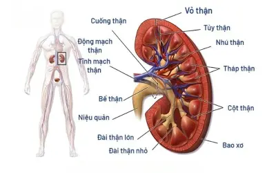 Cơ quan nào thực hiện chức năng lọc máu chính?
