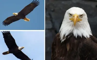 Đại bàng săn mồi như thế nào khi lượn trên không trung