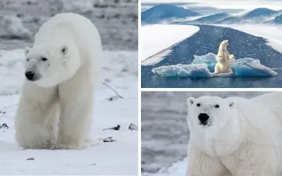 Động vật nào bị ảnh hưởng nhiều nhất bởi biến đổi khí hậu?