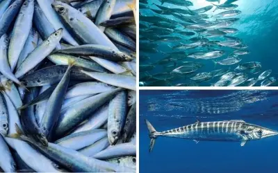 Khám phá động vật nào bơi nhanh nhất đại dương hiện nay