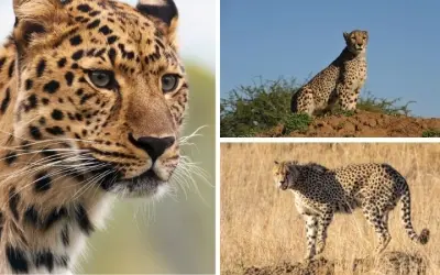 Động vật nào chạy nhanh nhất trên cạn khiến bạn ngạc nhiên