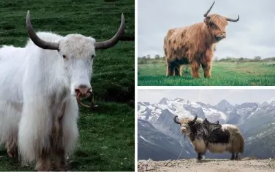 Giải đáp câu hỏi động vật nào có bộ lông dài nhất hành tinh