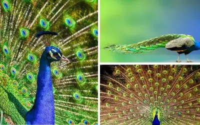 Động vật nào có bộ lông sặc sỡ nhất trong thế giới hoang dã