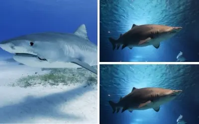 Động vật nào có bộ răng sắc nhất khiến con mồi khiếp sợ