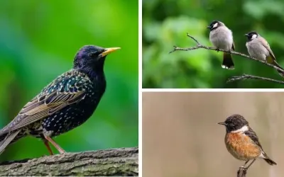 Động vật nào có cấu trúc xương độc đáo nhất trong tự nhiên