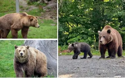 Động vật nào có chế độ ăn tạp và sự thích nghi đặc biệt