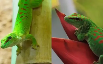 Động vật nào có chiếc lưỡi dài nhất so với cơ thể hiện nay