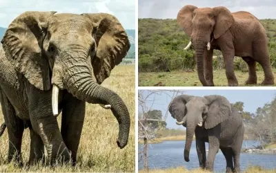 Động vật nào có đôi tai lớn nhất giúp nhận biết âm thanh