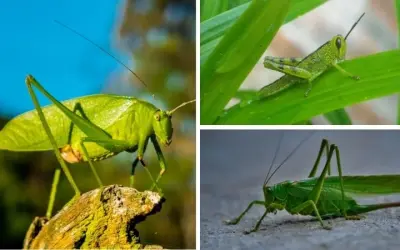 Giải đáp câu hỏi động vật nào có khả năng nhảy xa nhất