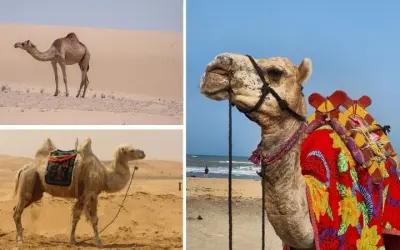 Động vật nào có khả năng sống mà không cần nước lâu nhất