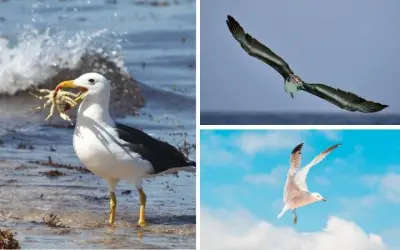 Động vật nào có sải cánh dài nhất bay được hàng nghìn km