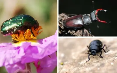 Động vật nào có sức mạnh lớn nhất so với kích thước cơ thể?