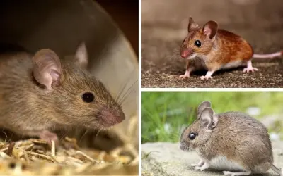 Động vật nào được dùng để nghiên cứu gen phổ biến nhất