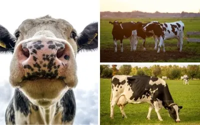 Động vật nào được nuôi để lấy sữa trong đời sống hằng ngày