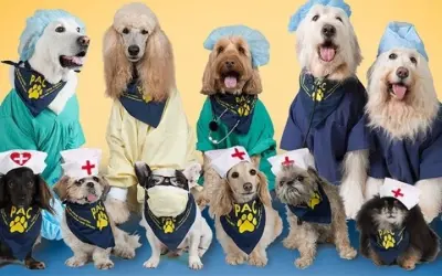 Động vật nào được sử dụng trong liệu pháp tâm lý phổ biến