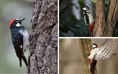 Động vật nào giúp kiểm soát sâu bệnh trong nông nghiệp