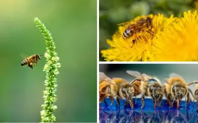 Động vật nào giúp thụ phấn cho cây trong rừng rậm