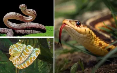 Động vật nào không cần ăn trong thời gian dài vẫn sống