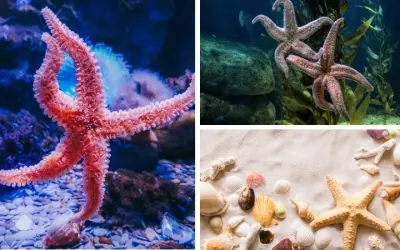 Động vật nào sinh sản vô tính khiến giới khoa học kinh ngạc