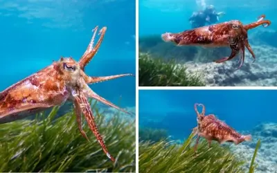 Động vật nào sống dưới đáy đại dương có hình dạng kỳ lạ