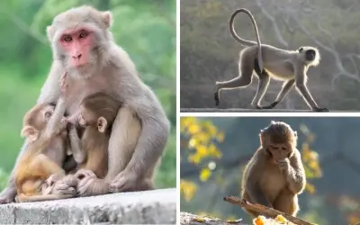 Động vật nào sống ở rừng nhiệt đới có màu sắc sặc sỡ