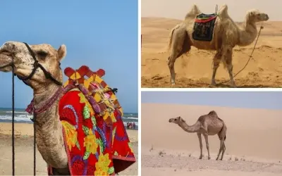 Động vật nào sống ở sa mạc có khả năng chịu nóng cực cao