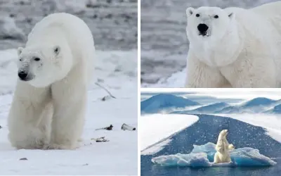Động vật nào thích hợp sống ở vùng Bắc Cực có lớp lông dày