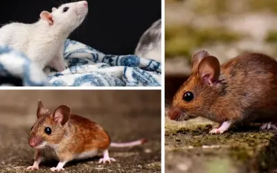 Động vật nào thích hợp với môi trường đô thị nhộn nhịp