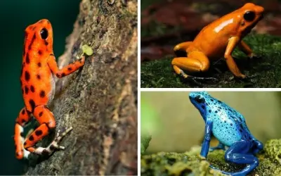 Ếch độc có màu sắc sặc sỡ để làm gì trong tự nhiên hoang dã