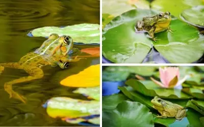 Ếch thuộc nhóm động vật nào giúp ta hiểu rõ về hệ sinh thái