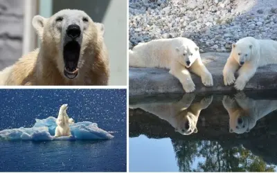 Gấu Bắc Cực sống sót trong môi trường lạnh như thế nào
