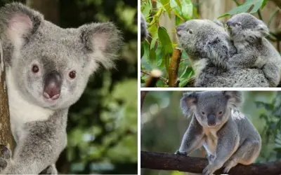 Gấu túi (koala) có phải là gấu theo phân loại khoa học