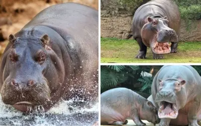 Tìm hiểu Hà Mã có phải là động vật nguy hiểm nhất châu Phi