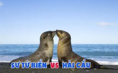 Hải cẩu và sư tử biển khác nhau như thế nào trong di chuyển
