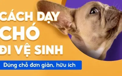 Làm sao để huấn luyện chó đi vệ sinh đúng chỗ hiệu quả