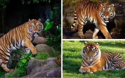 Làm thế nào để bảo tồn hổ Sumatra khỏi nguy cơ tuyệt chủng