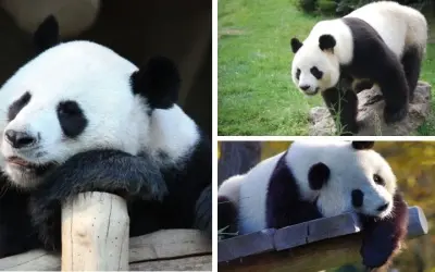 Làm thế nào để bảo vệ gấu trúc khỏi nguy cơ tuyệt chủng