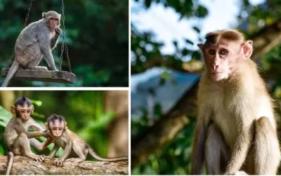 Cùng tìm hiểu làm thế nào để bảo vệ voọc mũi hếch hiệu quả